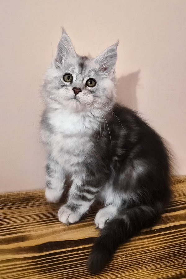 Nordin | Maine Coon Kitten