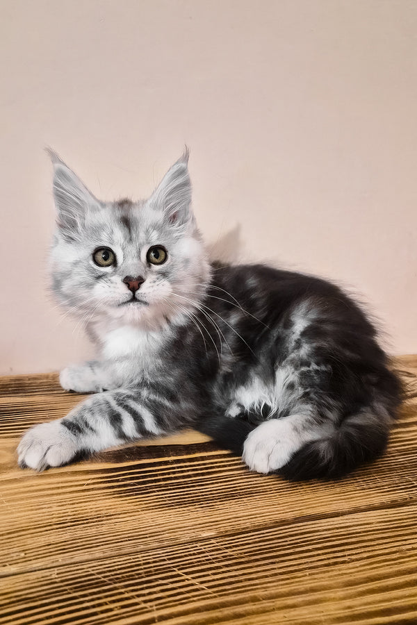 Nordin | Maine Coon Kitten