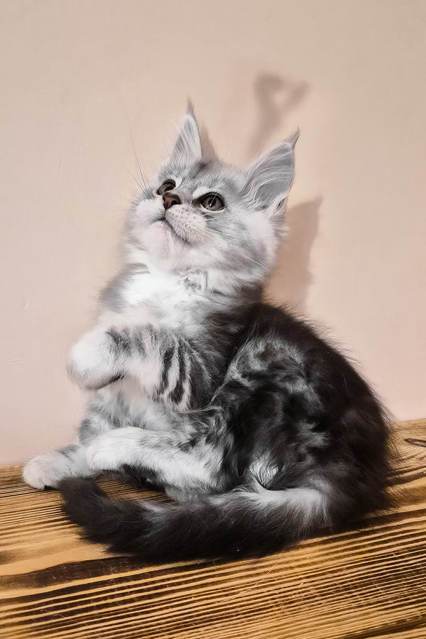 Nordin | Maine Coon Kitten