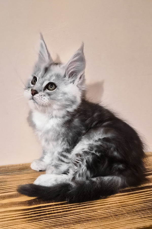 Nordin | Maine Coon Kitten