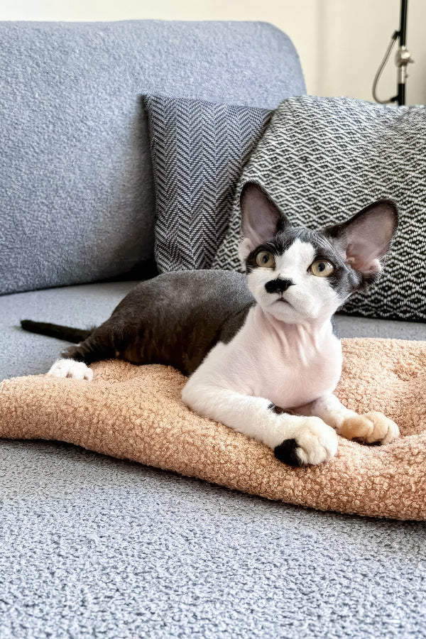Oliver | Devon Rex Kitten