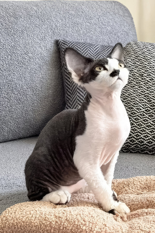 Oliver | Devon Rex Kitten
