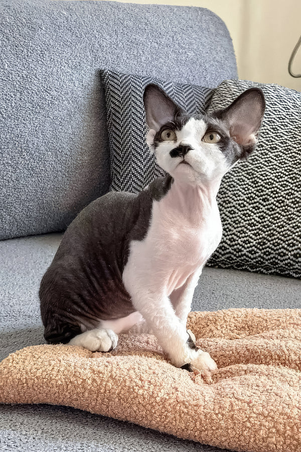 Oliver | Devon Rex Kitten