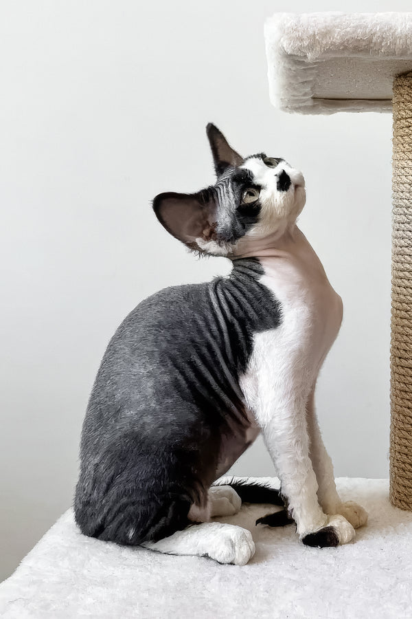Oliver | Devon Rex Kitten