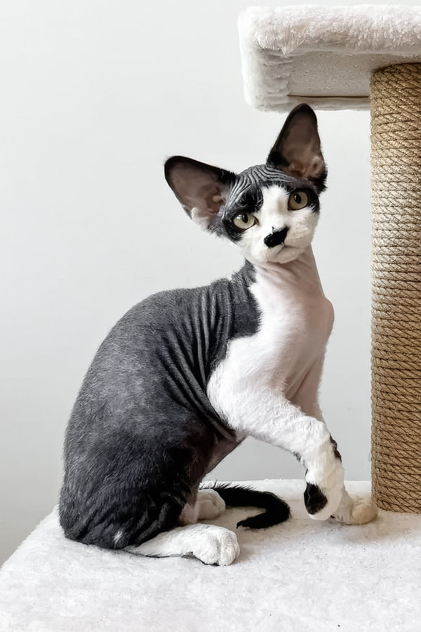 Oliver | Devon Rex Kitten