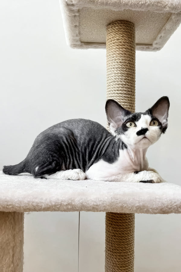 Oliver | Devon Rex Kitten