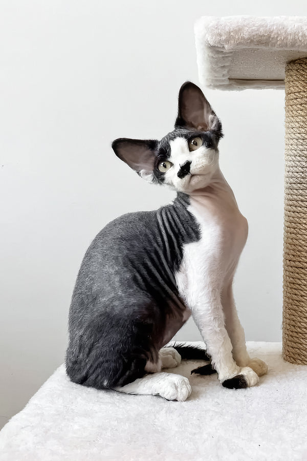 Oliver | Devon Rex Kitten