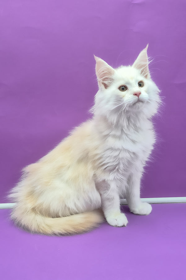 Penelope | Maine Coon Kitten
