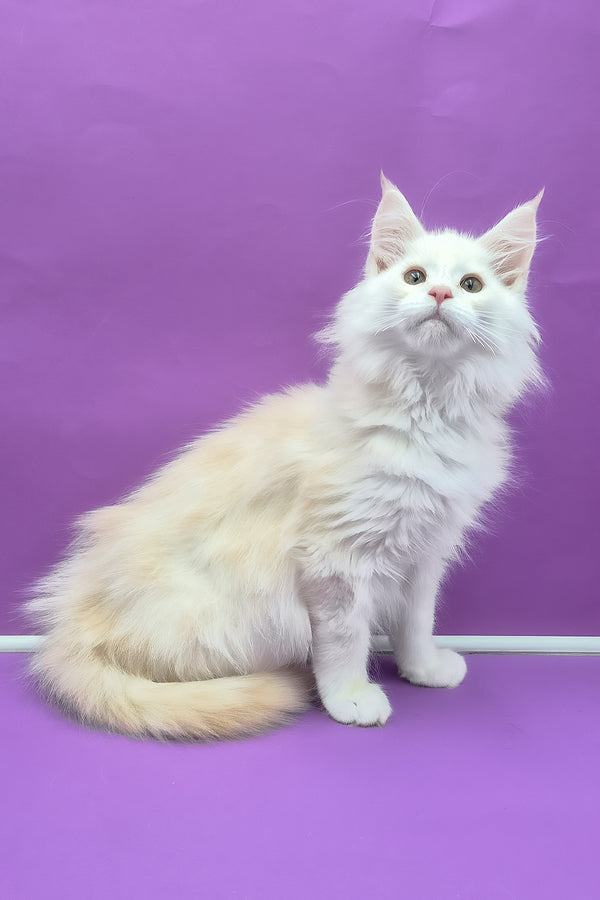 Penelope | Maine Coon Kitten