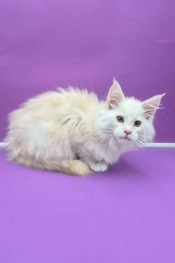 Penelope | Maine Coon Kitten