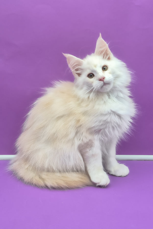 Penelope | Maine Coon Kitten