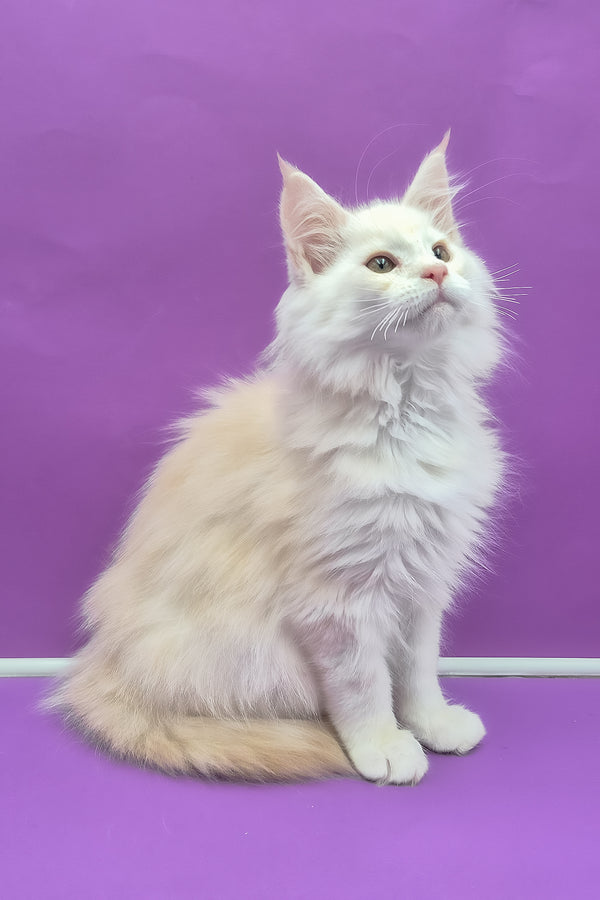 Penelope | Maine Coon Kitten