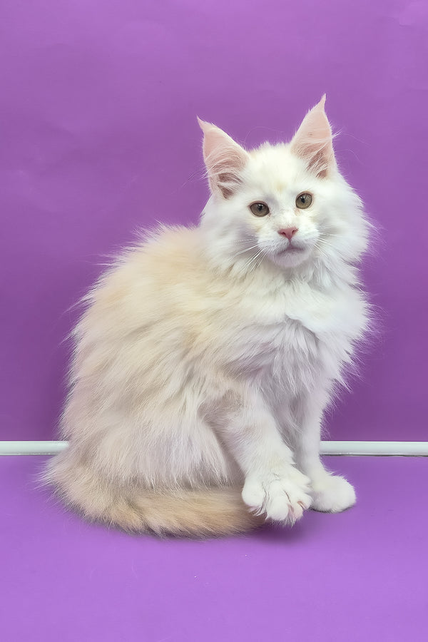 Penelope | Maine Coon Kitten