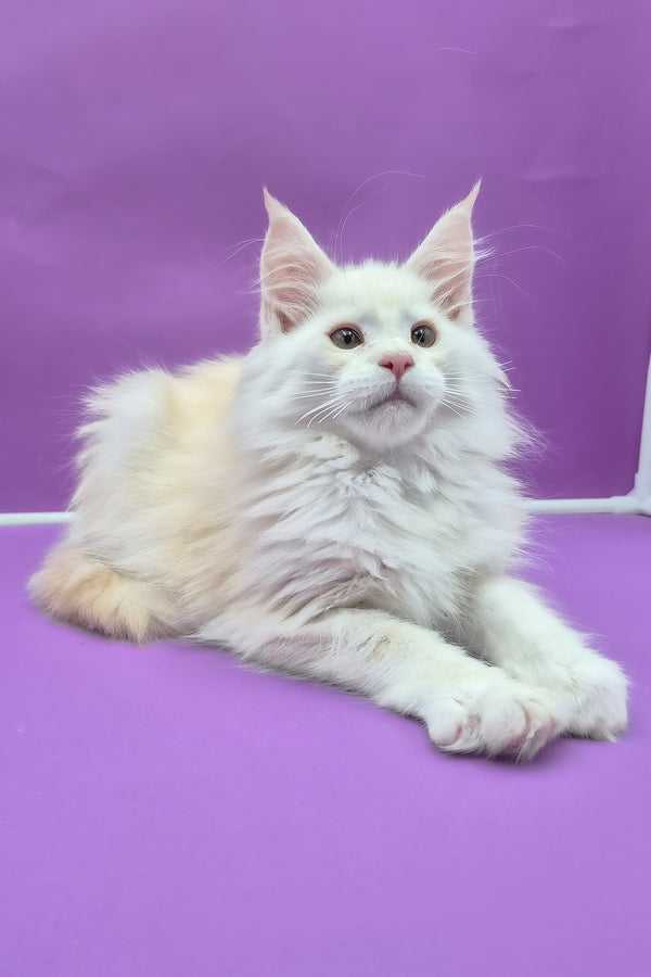 Penelope | Maine Coon Kitten