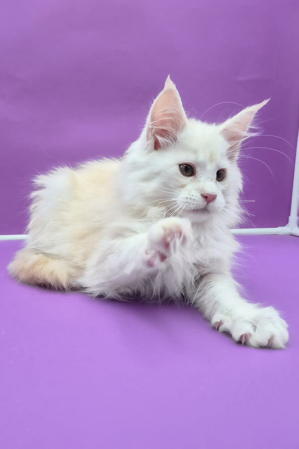 Penelope | Maine Coon Kitten