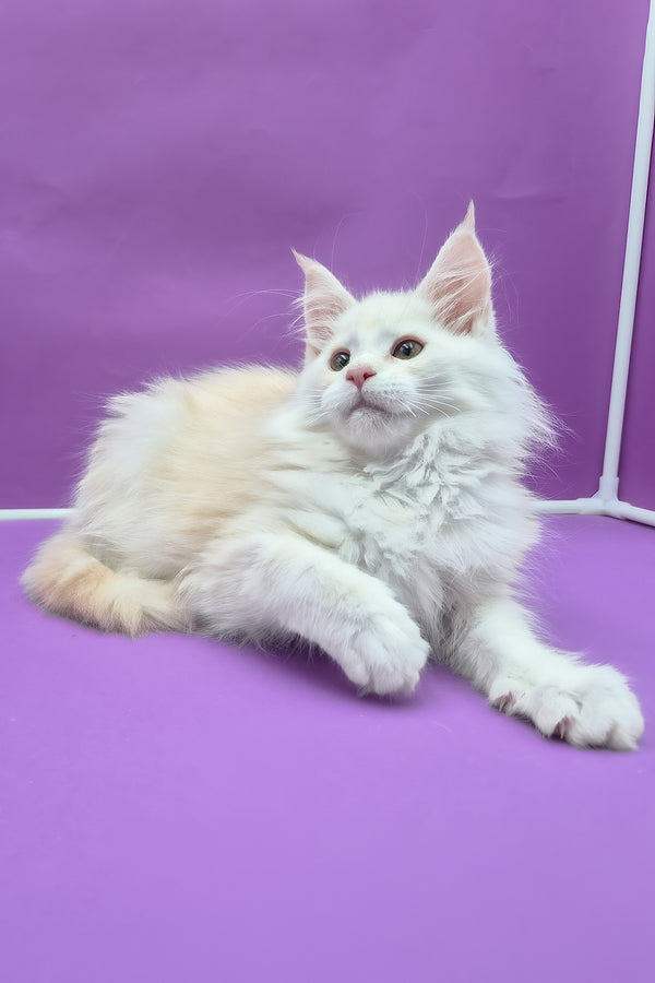 Penelope | Maine Coon Kitten