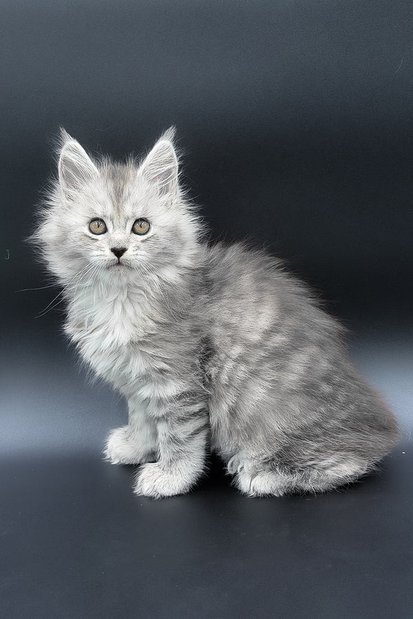 Penny | Maine Coon Kitten