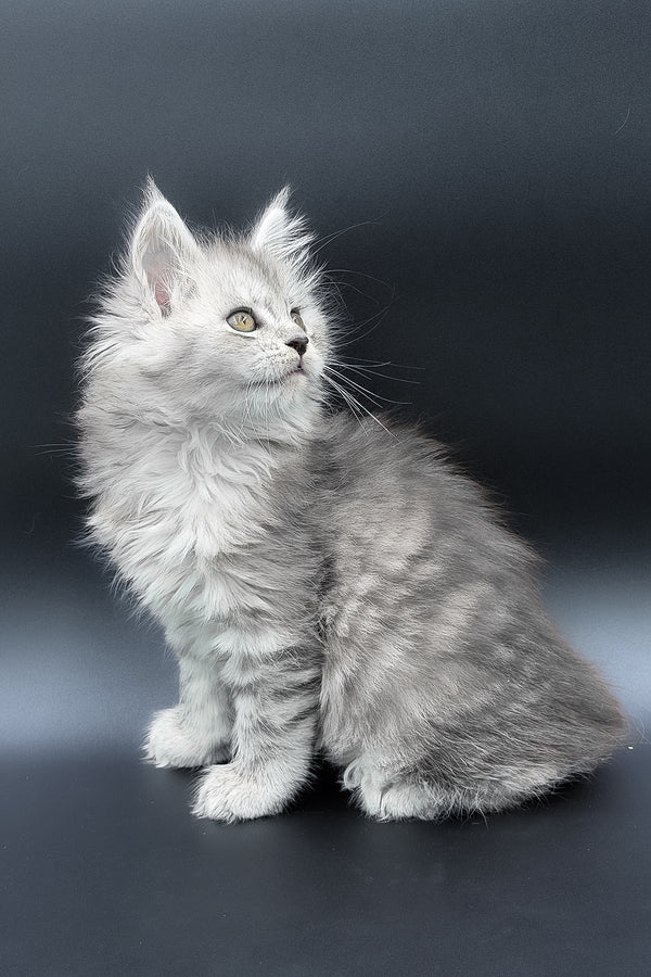 Penny | Maine Coon Kitten