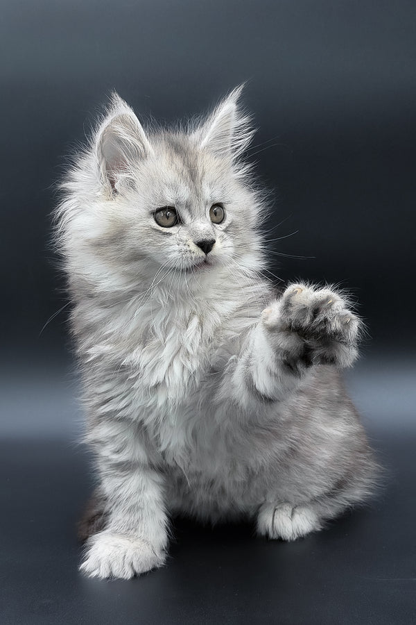 Penny | Maine Coon Kitten