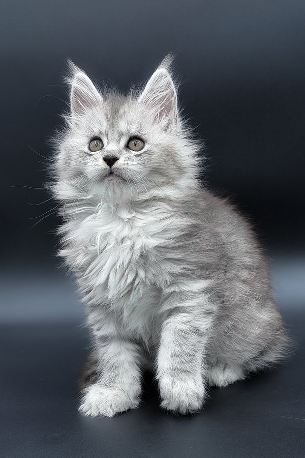 Penny | Maine Coon Kitten