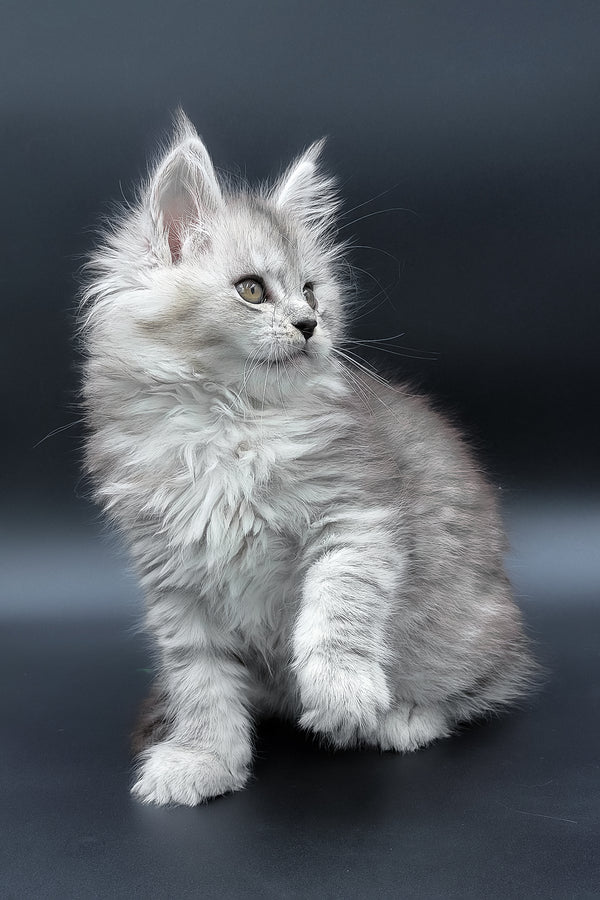 Penny | Maine Coon Kitten