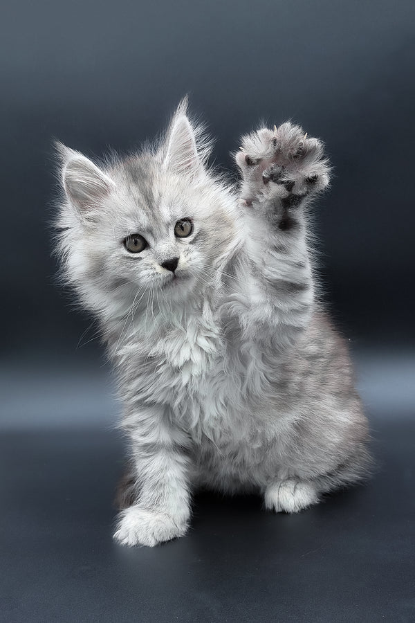 Penny | Maine Coon Kitten