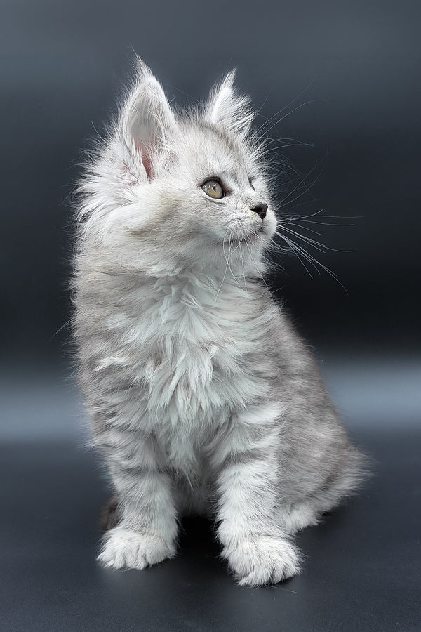 Penny | Maine Coon Kitten