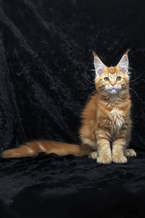 Pepsi | Maine Coon Kitten