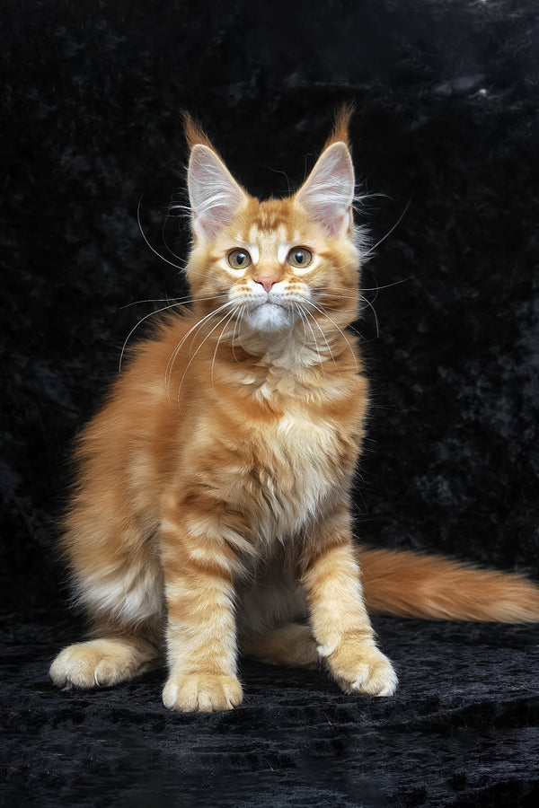 Pepsi | Maine Coon Kitten