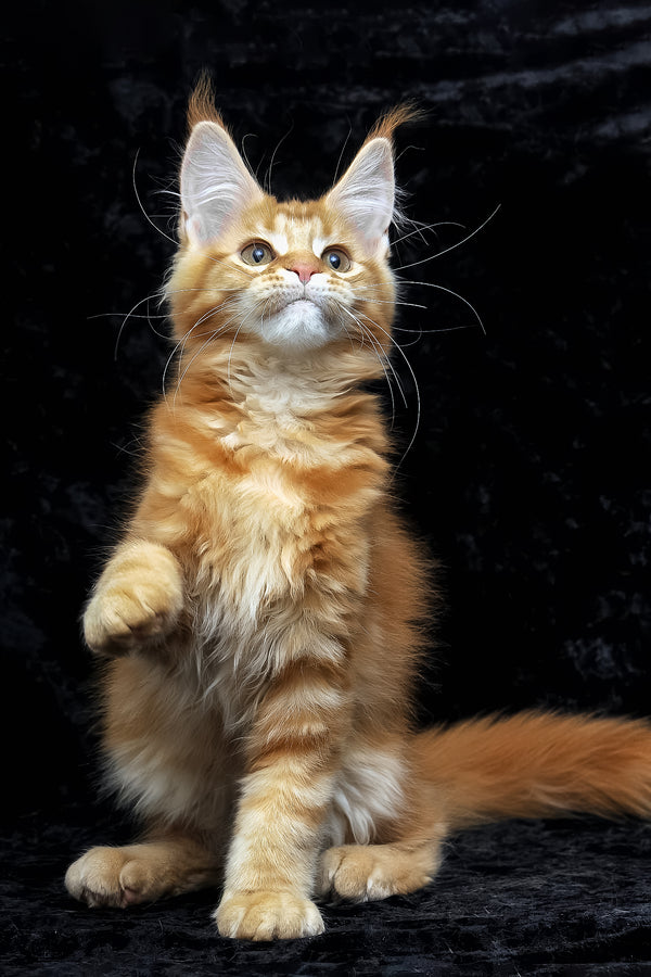 Pepsi | Maine Coon Kitten