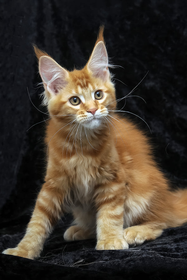 Pepsi | Maine Coon Kitten