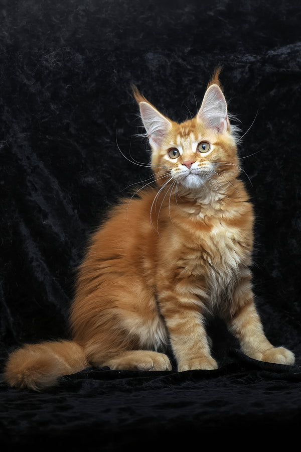 Pepsi | Maine Coon Kitten