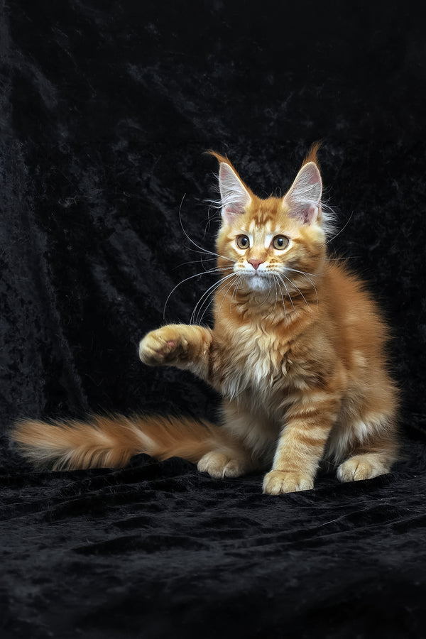 Pepsi | Maine Coon Kitten