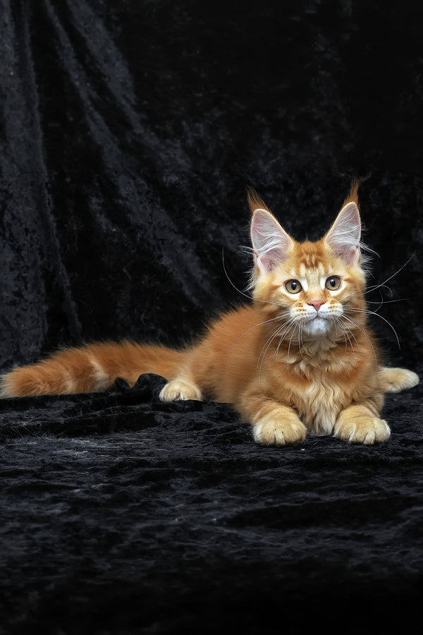 Pepsi | Maine Coon Kitten
