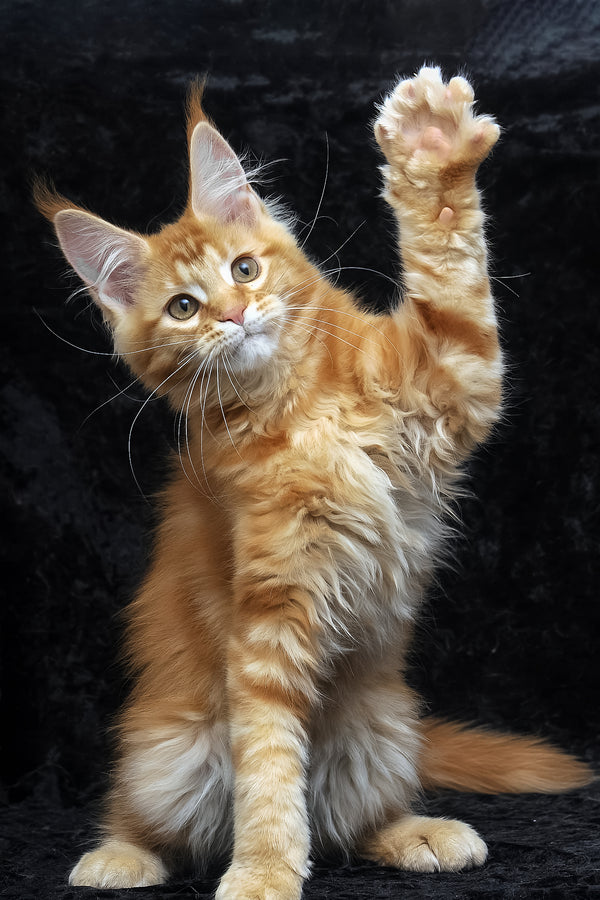 Pepsi | Maine Coon Kitten