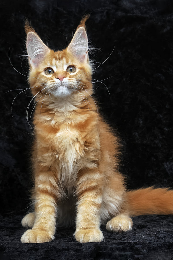 Pepsi | Maine Coon Kitten