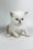 Rose | British Shorthair Kitten