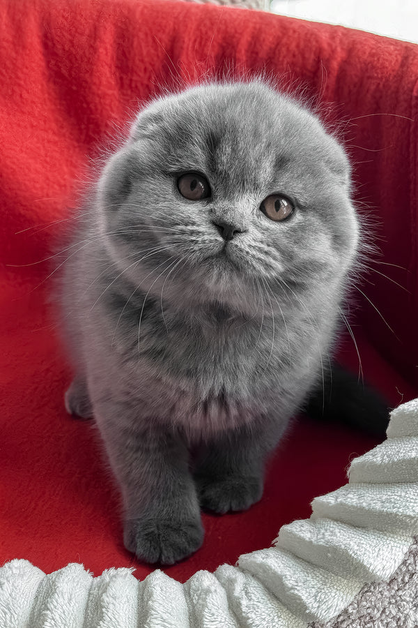 Samuel | Scottish Fold Kitten