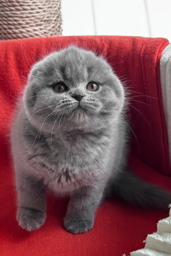Samuel | Scottish Fold Kitten