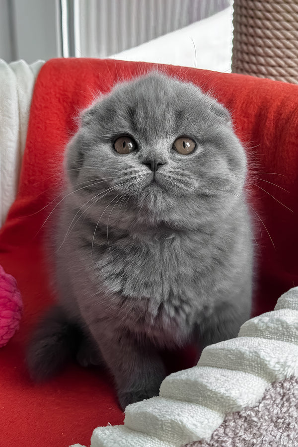 Samuel | Scottish Fold Kitten