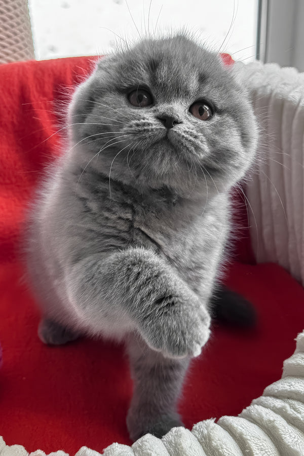 Samuel | Scottish Fold Kitten