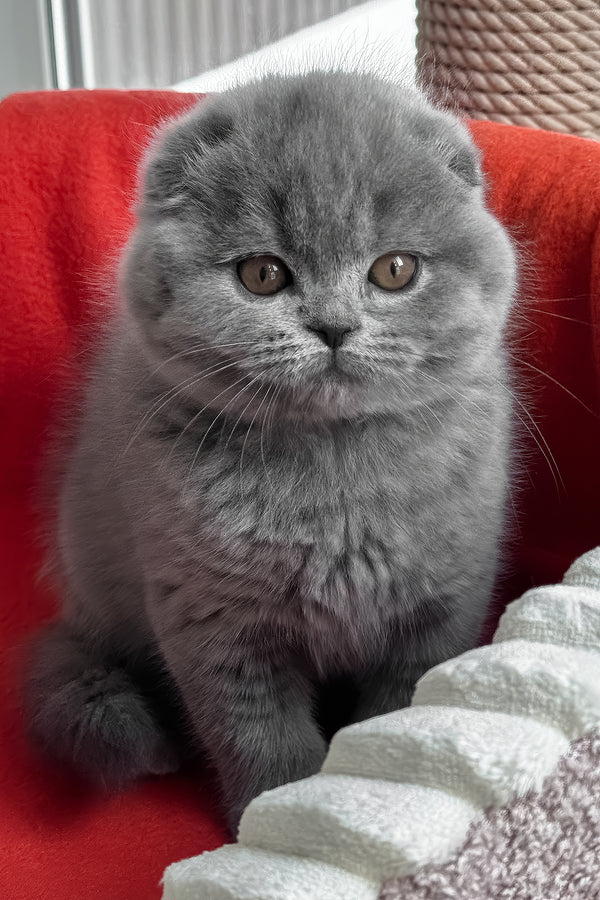 Samuel | Scottish Fold Kitten