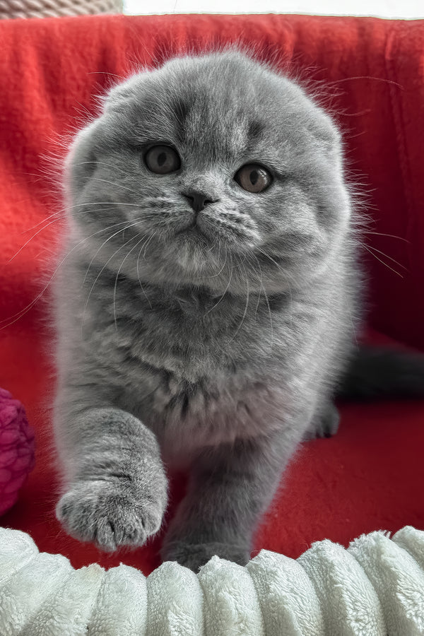 Samuel | Scottish Fold Kitten