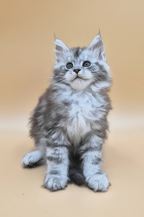 Senator | Maine Coon Kitten