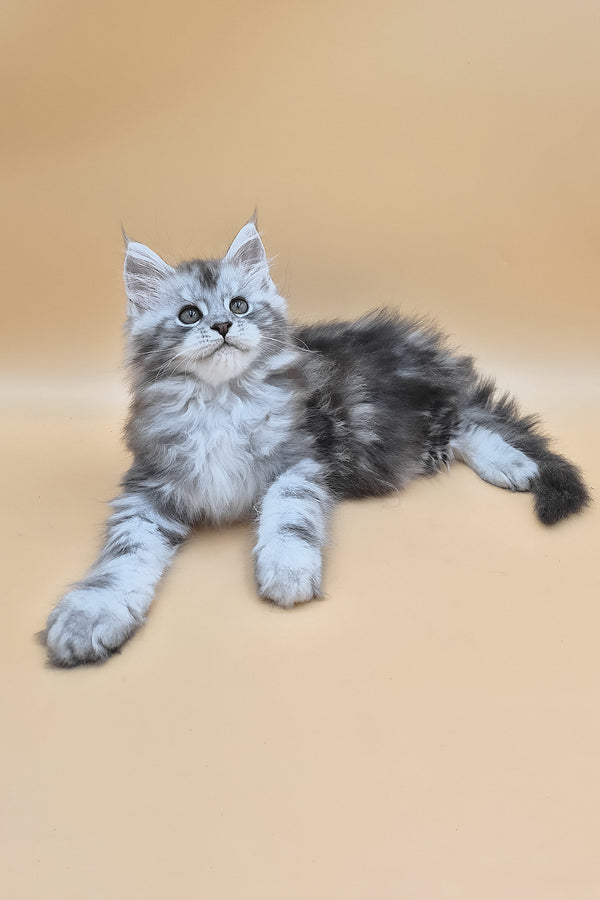Senator | Maine Coon Kitten