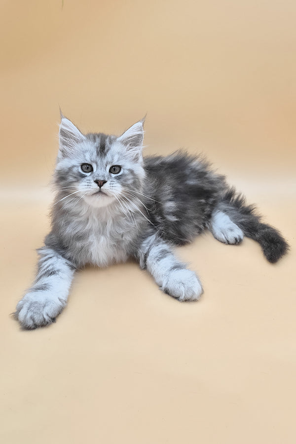 Senator | Maine Coon Kitten