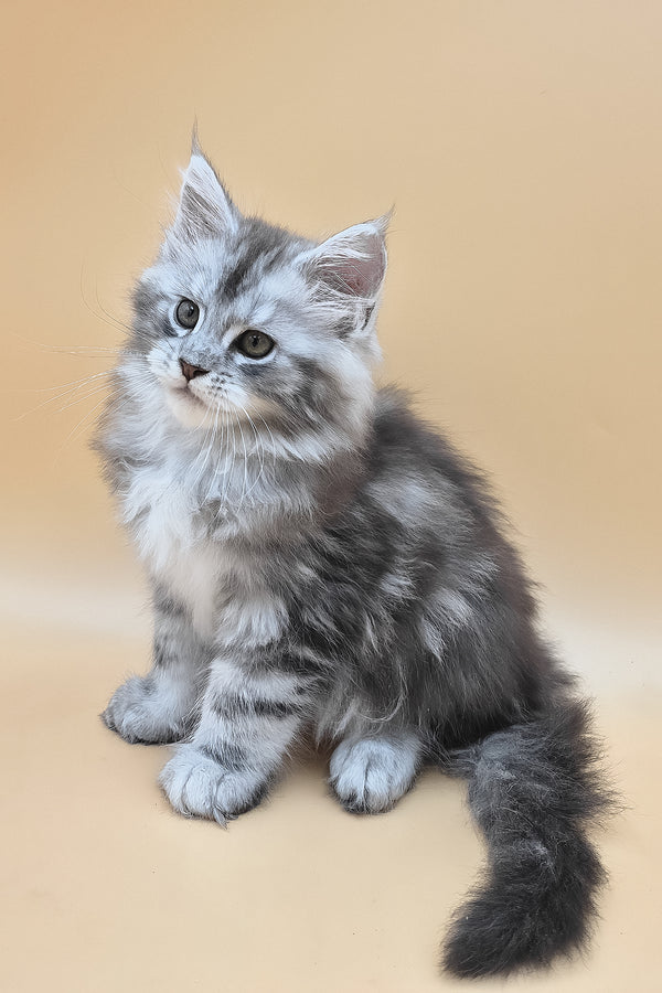 Senator | Maine Coon Kitten