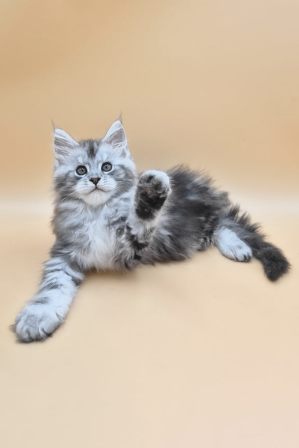 Senator | Maine Coon Kitten