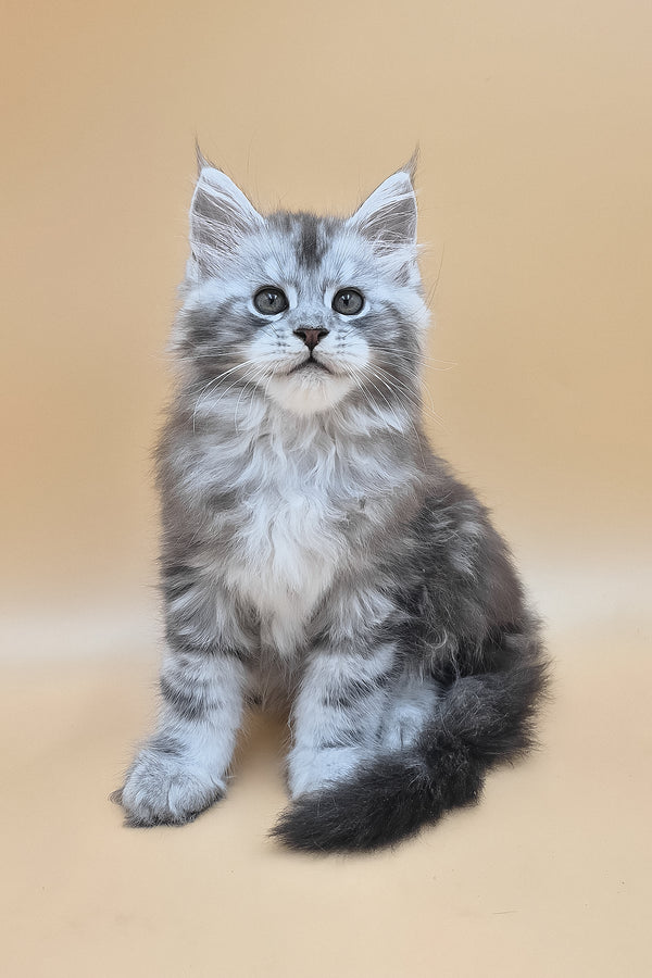 Senator | Maine Coon Kitten