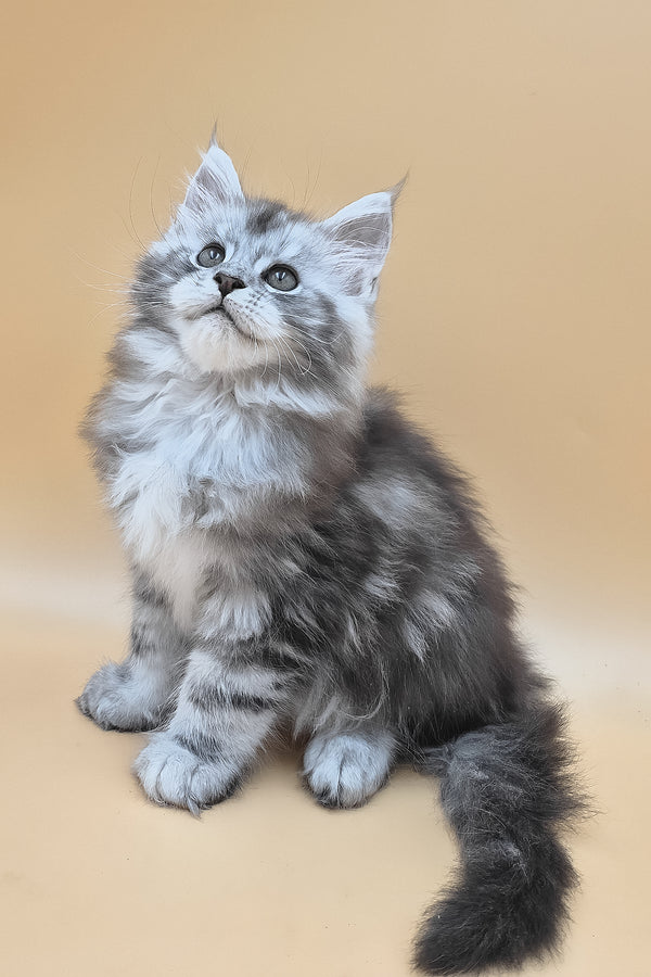 Senator | Maine Coon Kitten